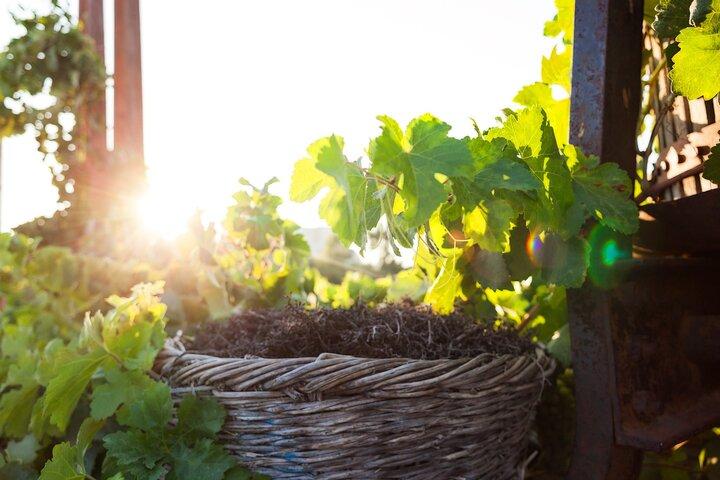 Santorini's "Wine Roads": Wine Tasting Tour at 3 Wineries