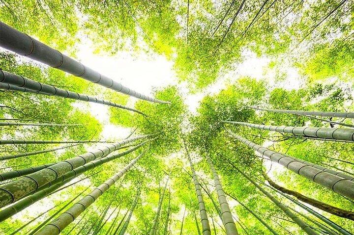 Kyoto, Osaka, Nara Private Tour by Car English Driver Guide