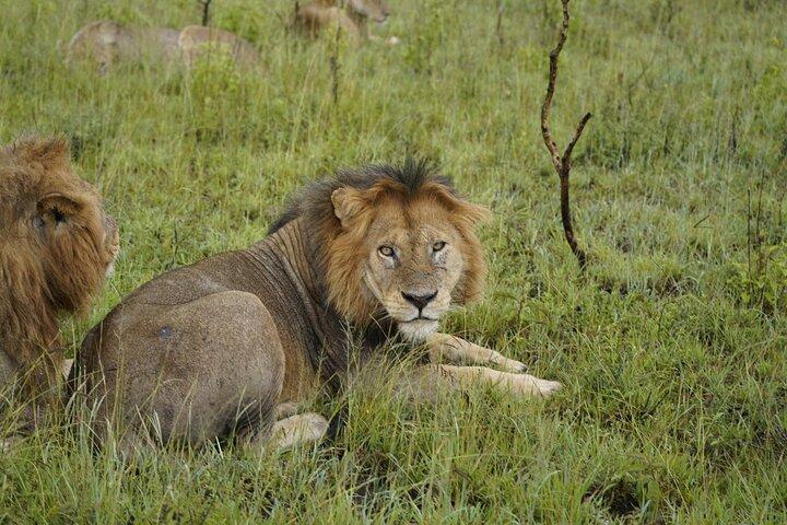 7 Days Exciting Tanzania Safari Wildebeest Migration