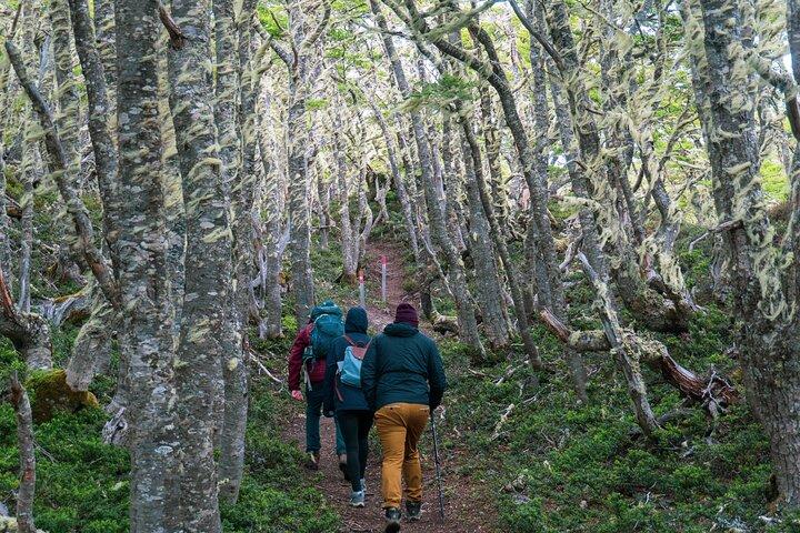 Private Half-Day Patagonian Forest Hike in Punta Arenas