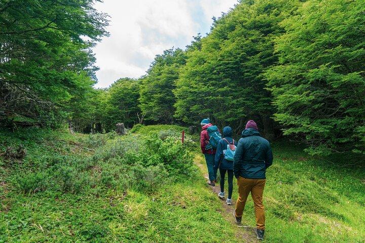Private Half-Day Patagonian Forest Hike in Punta Arenas