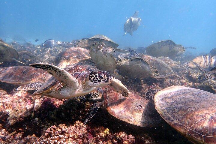 Snorkeling at Dimaniyat Islands