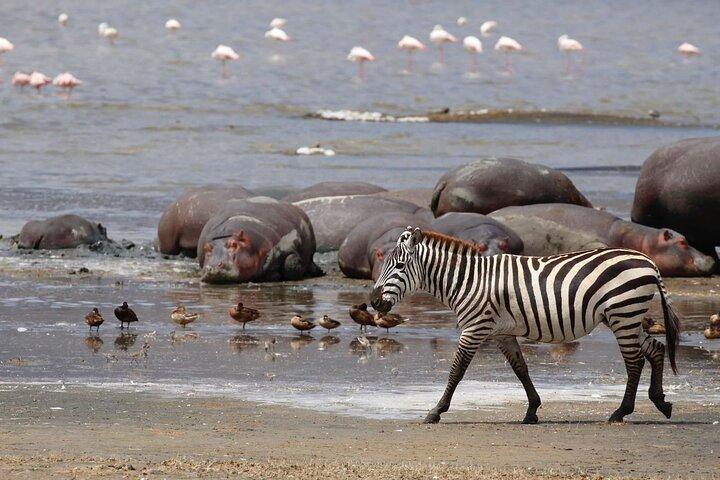11-Day Serengeti's Migration Majesty