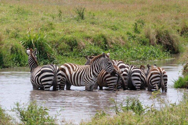 11-Day Serengeti's Migration Majesty