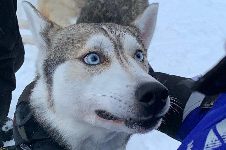 Husky Safari from Levi 2 KM or 5 KM with Husky Sledge Ride