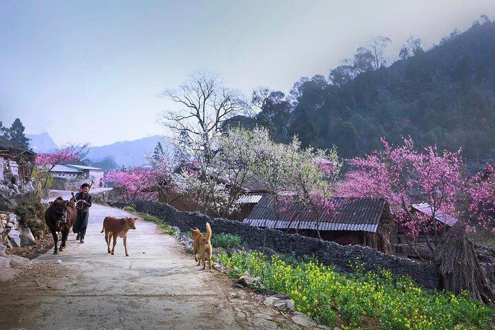 3 Days Ha Giang Loop Tour From Sapa & return to Hanoi City