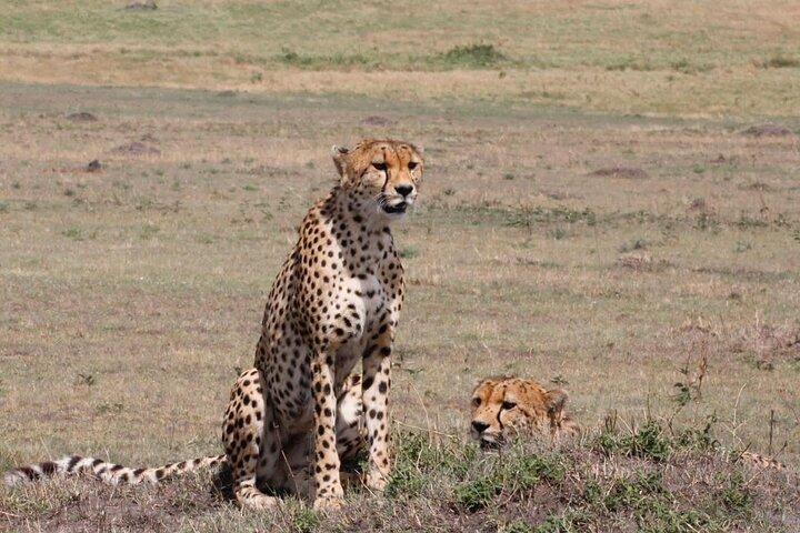 11-Day Serengeti's Migration Majesty