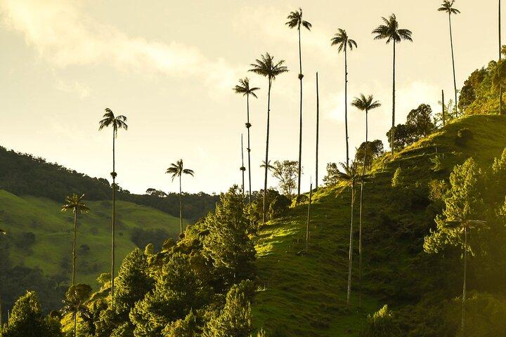 Filandia, Salento and Cocora Valley Tour