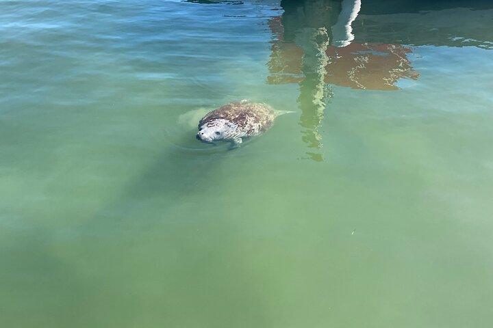 Key Largo Bay Dolphin Sunset Tour