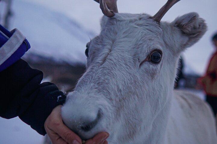 Reindeer Feeding & Sámi Culture Afternoon Departure