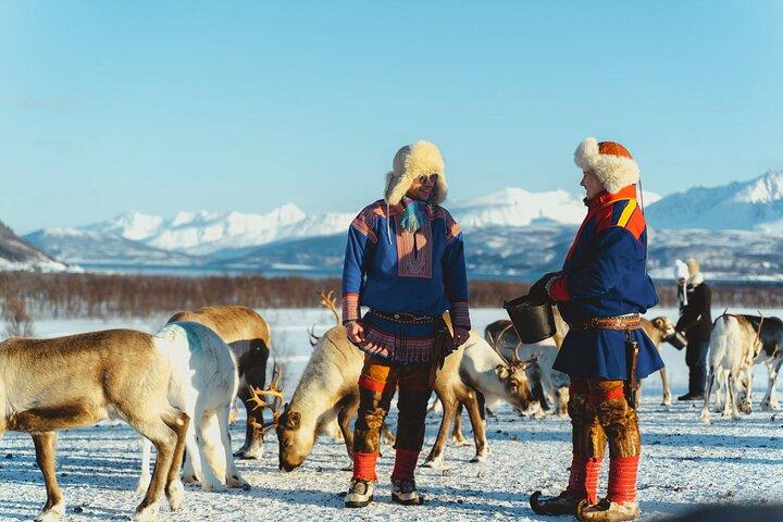 Reindeer Feeding & Sámi Culture Afternoon Departure