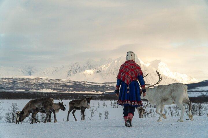 Reindeer Feeding & Sámi Culture Afternoon Departure