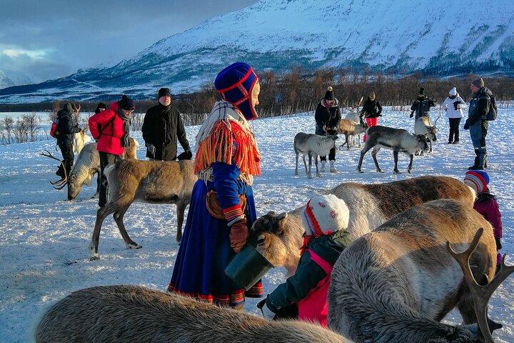 Reindeer Feeding & Sámi Culture Afternoon Departure