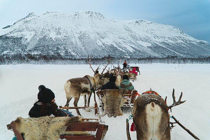 Reindeer Sledding & Feeding with Sàmi Culture Afternoon Departure