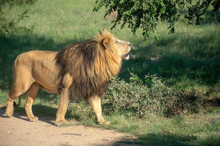 3 Days Tanzania Budget Group Joining Safari Tour