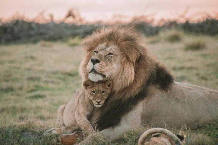 3 Days Tanzania Budget Group Joining Safari Tour