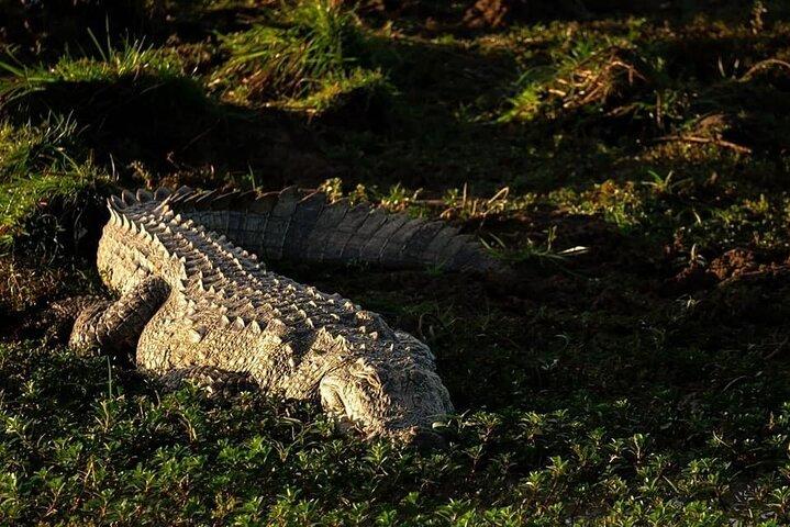 Udawalawa National Park Private Safari Tours