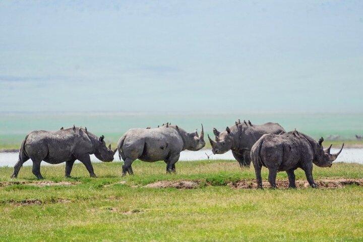 Affordable 1 Day Tanzania Budget Group Join Safari to Tarangire