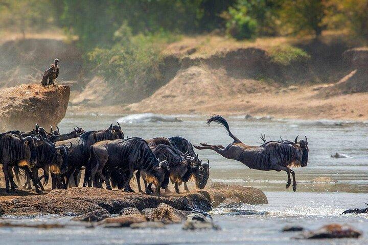 13 Days Gorilla, Masai Mara and Serengeti Wilderness Safari