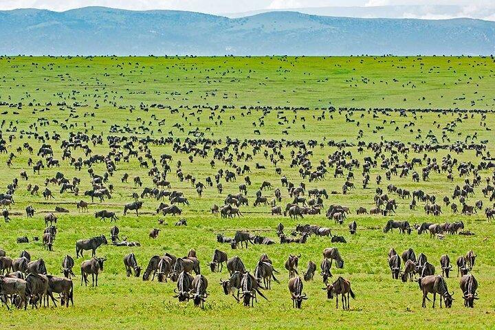 13 Days Gorilla, Masai Mara and Serengeti Wilderness Safari