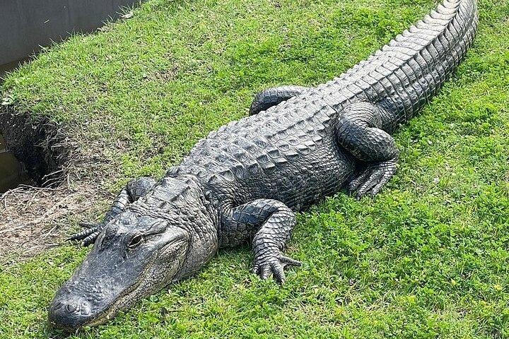 Full Day Plantation and Swamp Tour in New Orleans