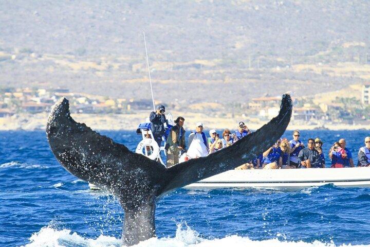 RoundTrip Transfers from LosCabos airport