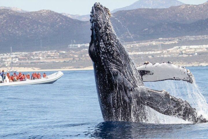 RoundTrip Transfers from LosCabos airport