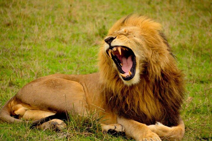 Affordable 1 Day Tanzania Budget Group Join Safari to Tarangire