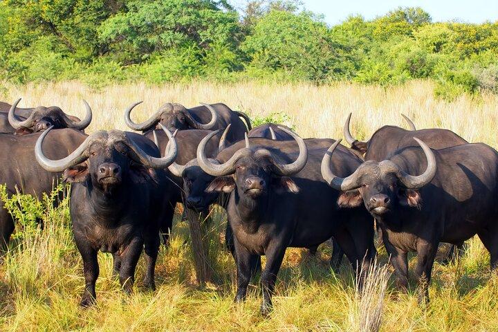 Affordable 1 Day Tanzania Budget Group Join Safari to Tarangire