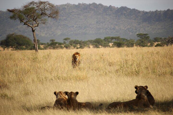 Affordable 1 Day Tanzania Budget Group Join Safari to Tarangire