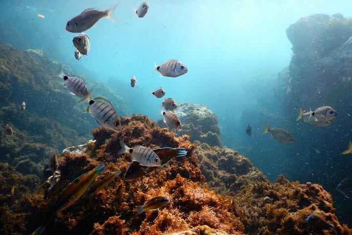 Terceira Island: Swimming with Dolphins + Snorkeling