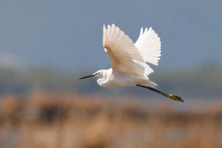 Birdwatching Experience in Narte Lagoon & Akerni Dunes
