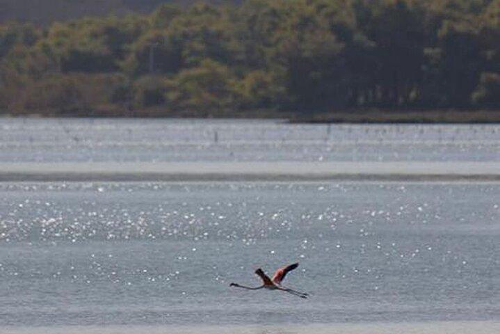 Birdwatching Experience in Narte Lagoon & Akerni Dunes
