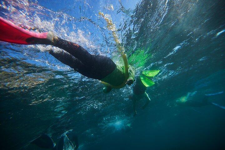 Small Group Manly Snorkel Tour and Nature Walk with Local Guide