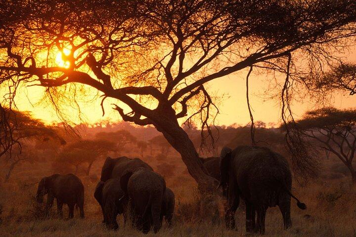 4 Days Shared Camping Safari to Tarangire and Serengeti