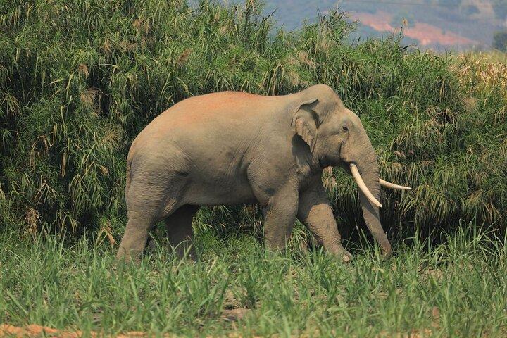 Laos Elephant Sanctuary keeper+ Kuangsi waterfall +Hmong village