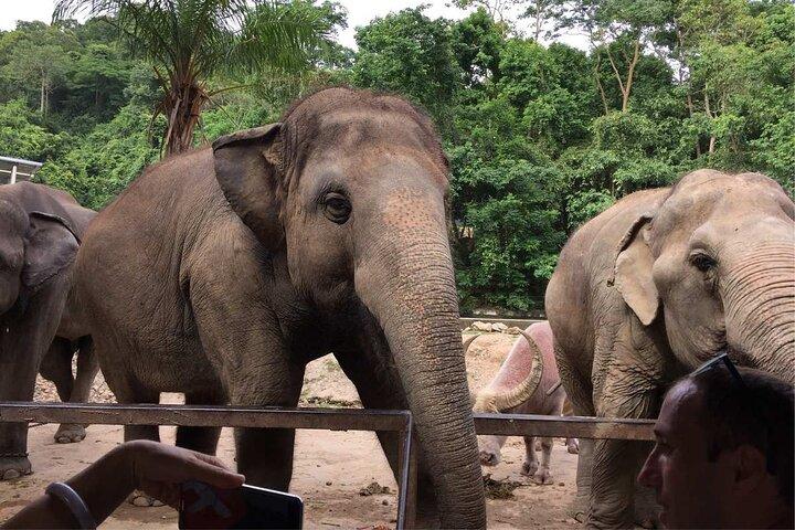 Laos Elephant Sanctuary keeper+ Kuangsi waterfall +Hmong village