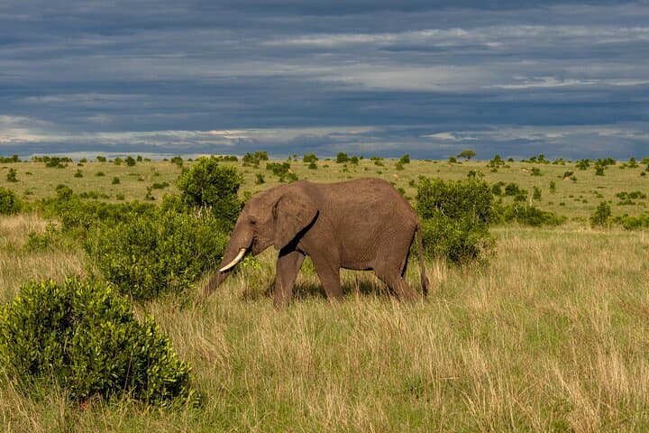 7 Day Tour of Amboseli Lake Nakuru and Masai Mara