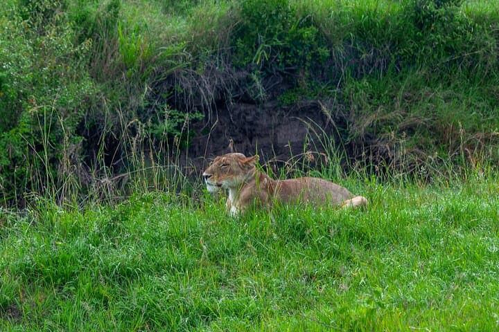 7 Day Tour of Amboseli Lake Nakuru and Masai Mara