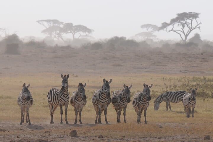 7 Day Tour of Amboseli Lake Nakuru and Masai Mara