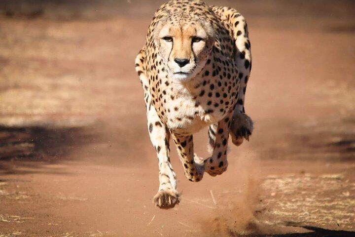 6 Days Budget Group Maasai Mara,Nakuru & Amboseli In a 4x4 jeep.