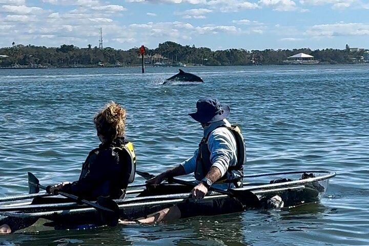Sarasota Clear Kayak Tour