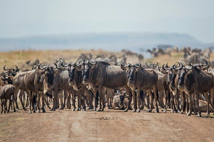 7 Days Private Wildebeest Great Migration Safari in Arusha
