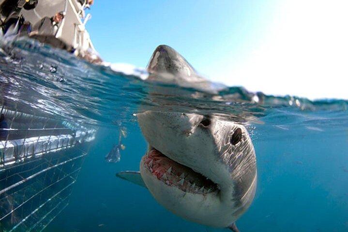 Shark Cage Diving with transport from Cape Town