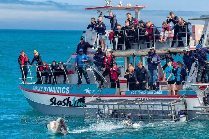 Shark Cage Diving with transport from Cape Town