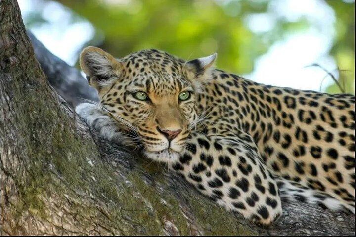 Leopard Luxury Safari in Tanzania