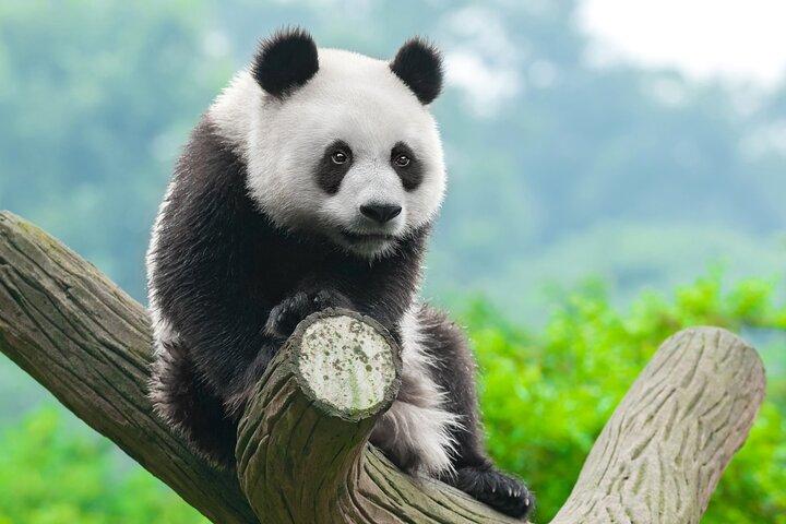 Dujiangyan or Wolong Panda Sanctuary day tour option panda keeper