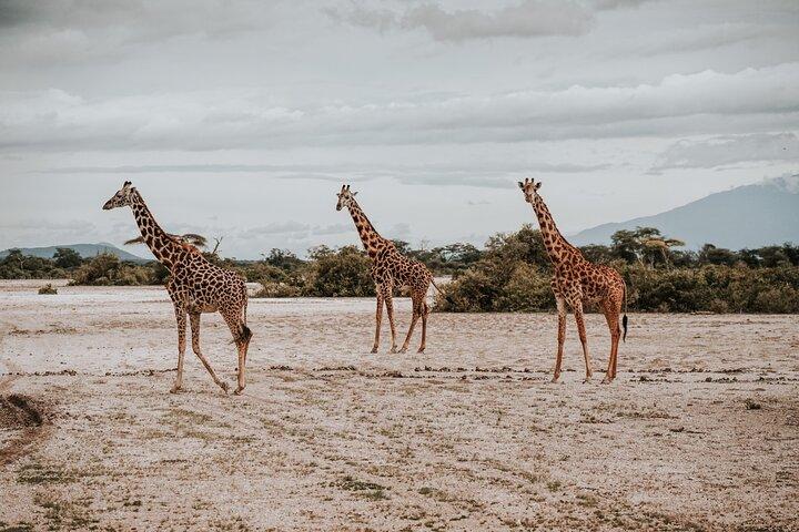 Walking Day Tour to Safari in Arusha National Park