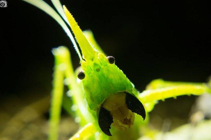 Monteverde Night Walk: Wildlife & Expert guide