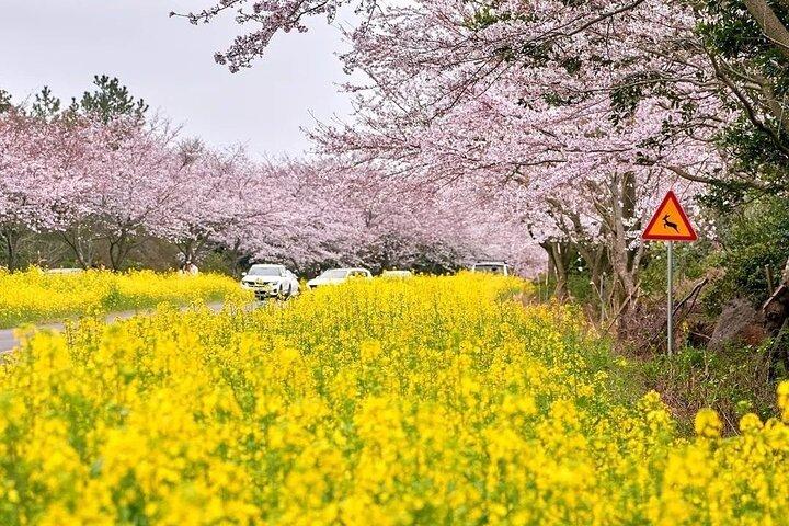 (Hotel Pickup Small Vip) Cherry Blossom East Tour Jeju UNESCO